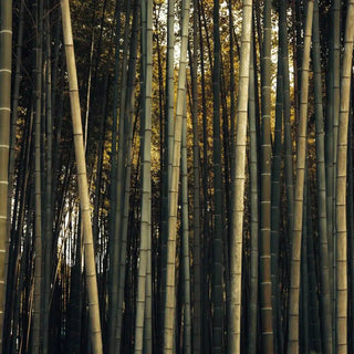 FAQS ABOUT ECO-FRIENDLY BAMBOO FIBER DINNERWARE PRODUCTS